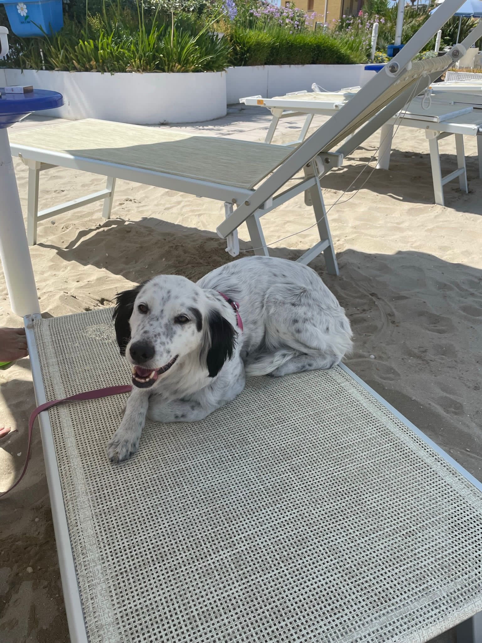 Bring Your Dog With You To The Beach